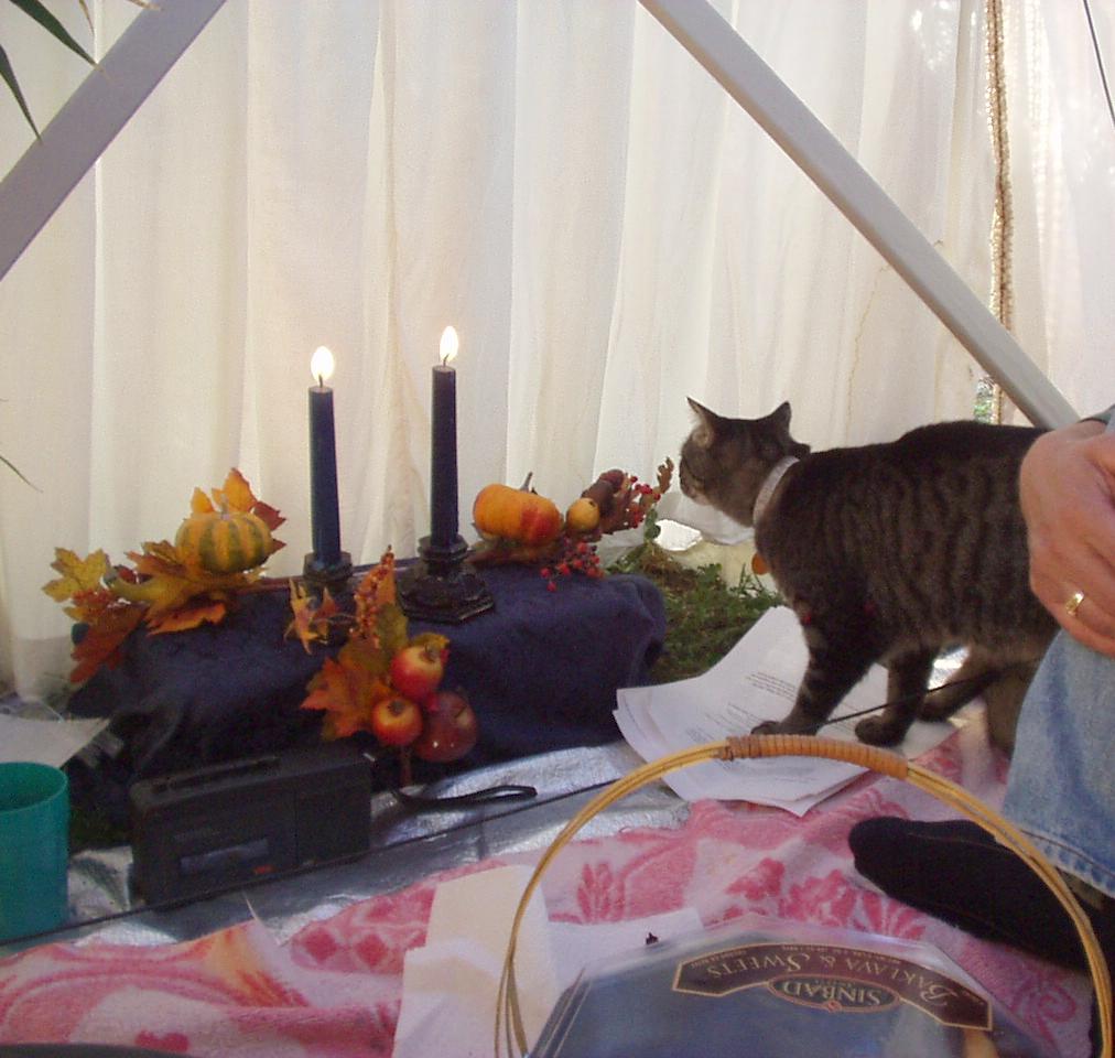 Feline Visitor