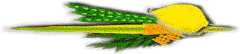 Etrog
