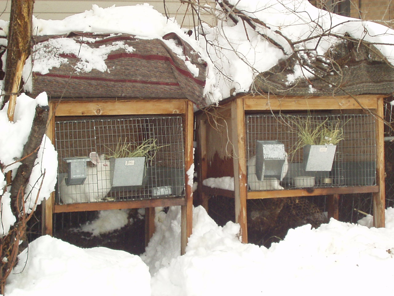 Buck and Doe Hutches